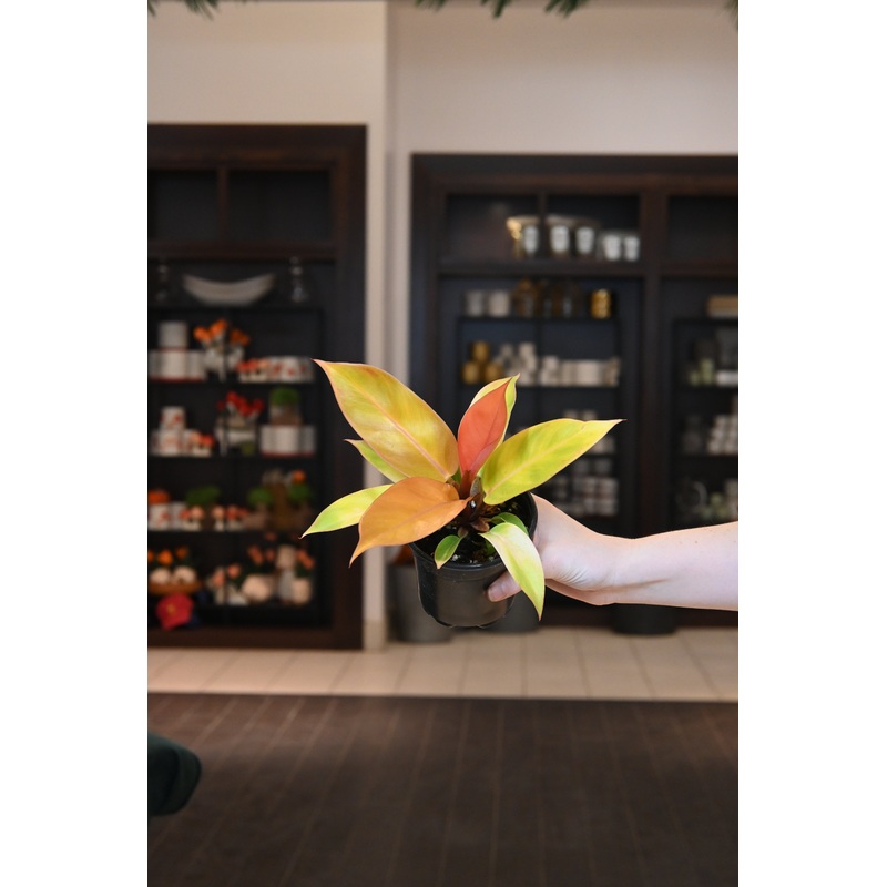 Philodendron Prince of Orange|4″