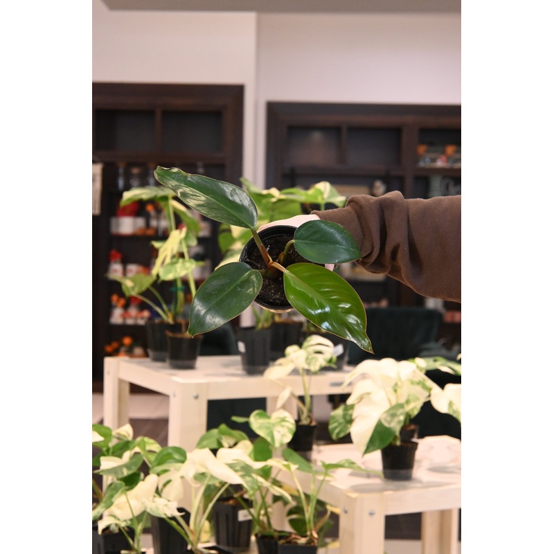Philodendron Red Congo|4″