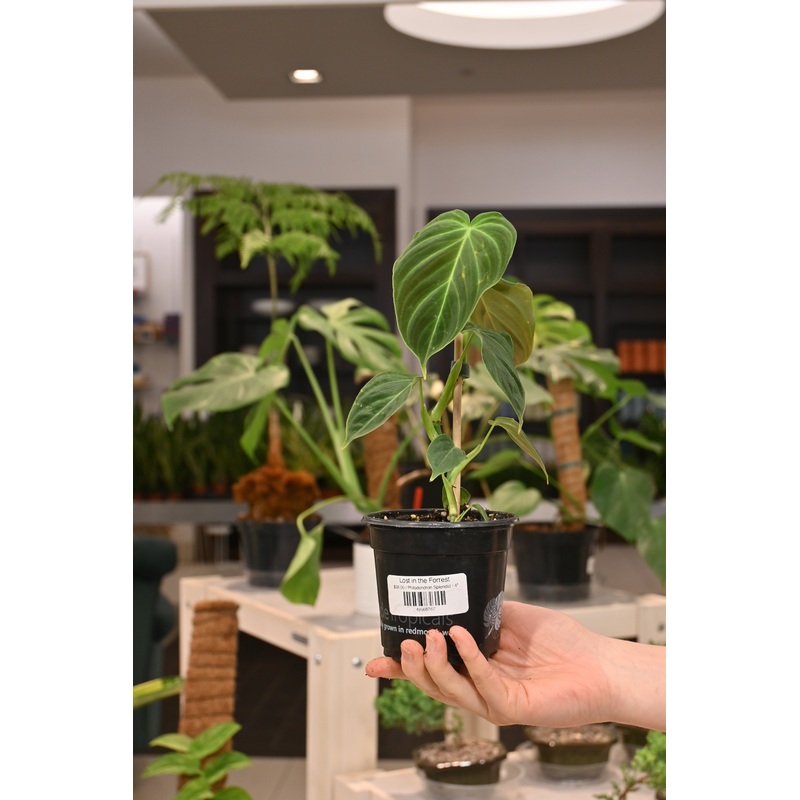 Philodendron Splendid|4″