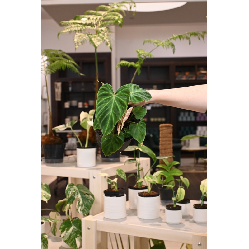 Philodendron Verrucosum|6″