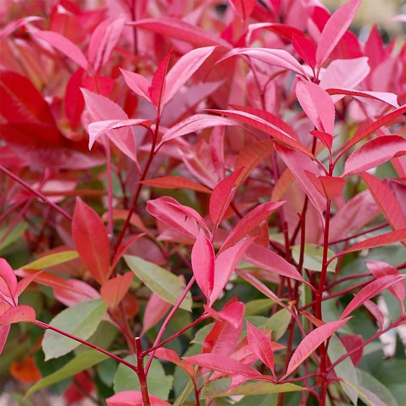 Photinia x fraseri ‘Little Red Robin’