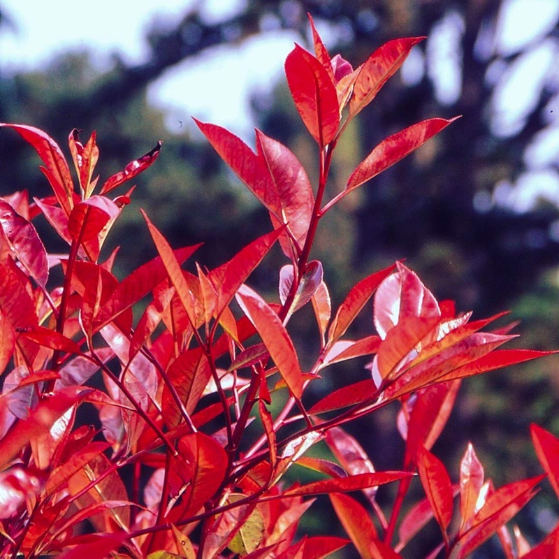 Photinia x fraseri ‘Red Robin’