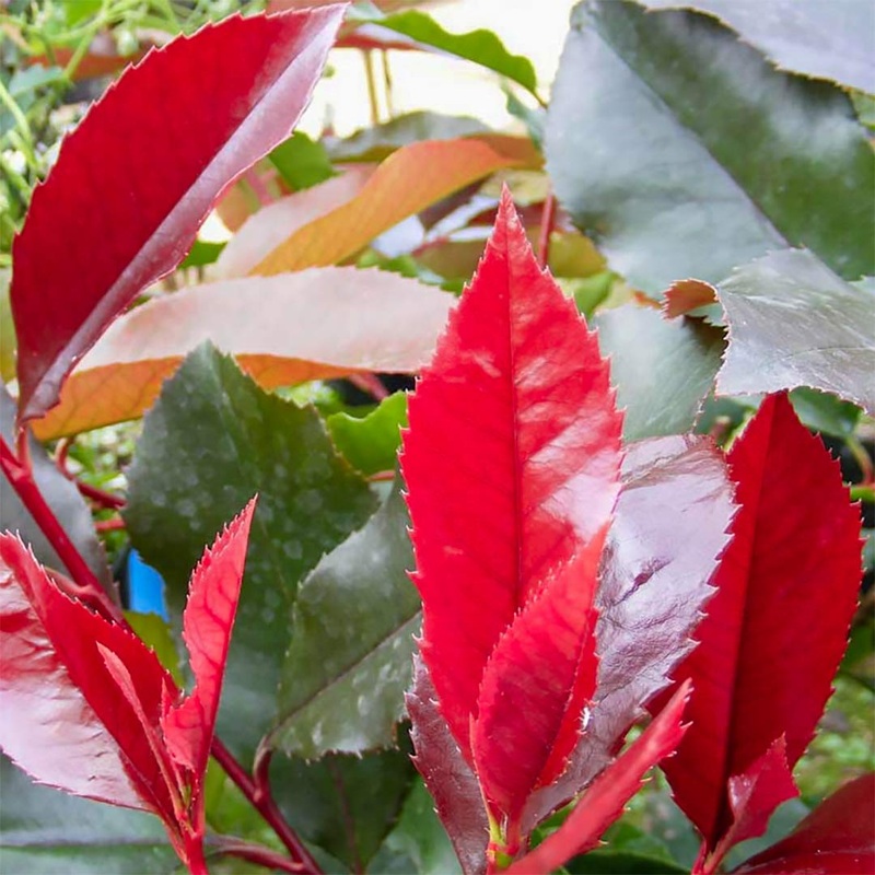 Photinia x fraseri ‘Scarlet Blaze’