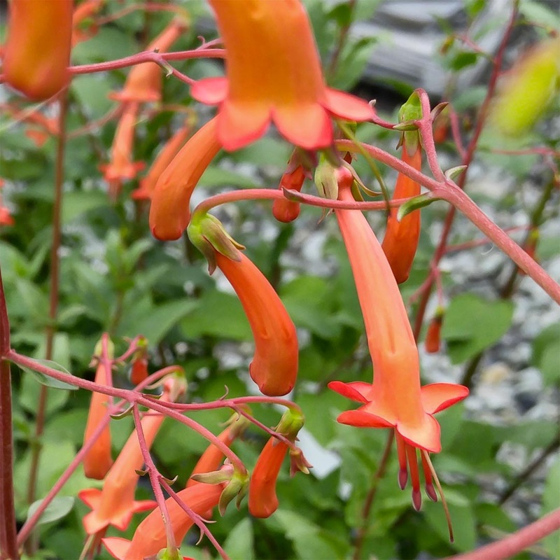 Phygelius x rectus ‘Salmon Leap’