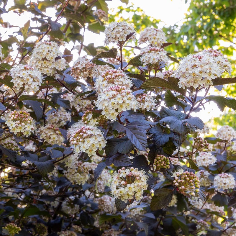 Physocarpus opulifolius ‘Diablo’