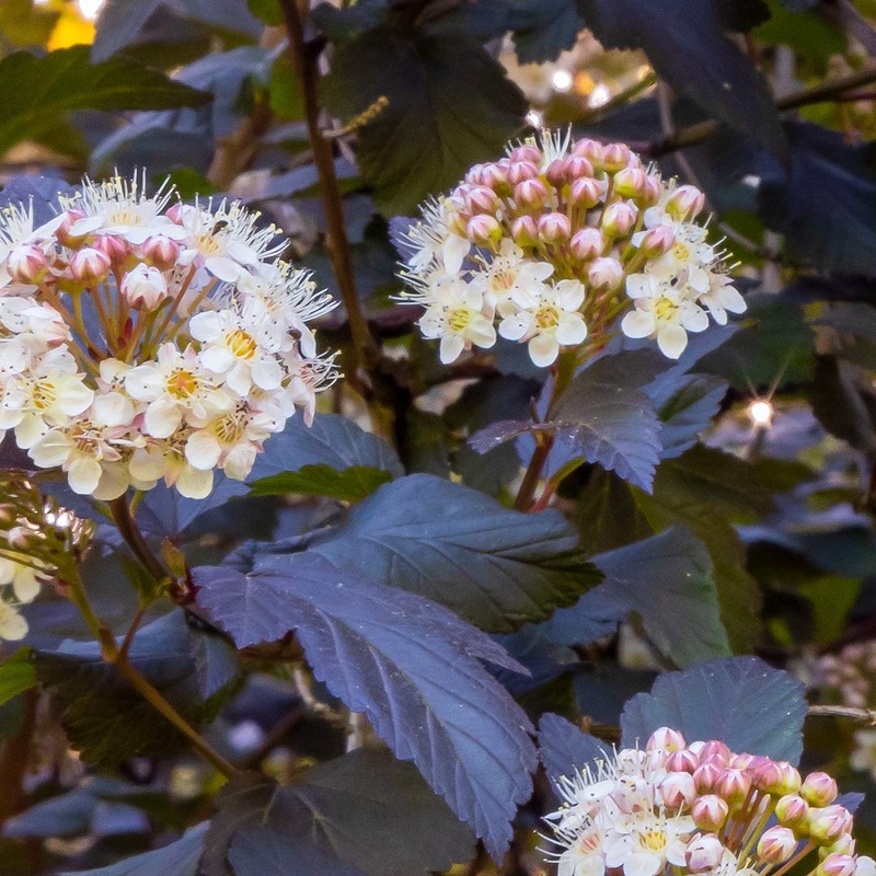 Physocarpus opulifolius ‘Little Devil’