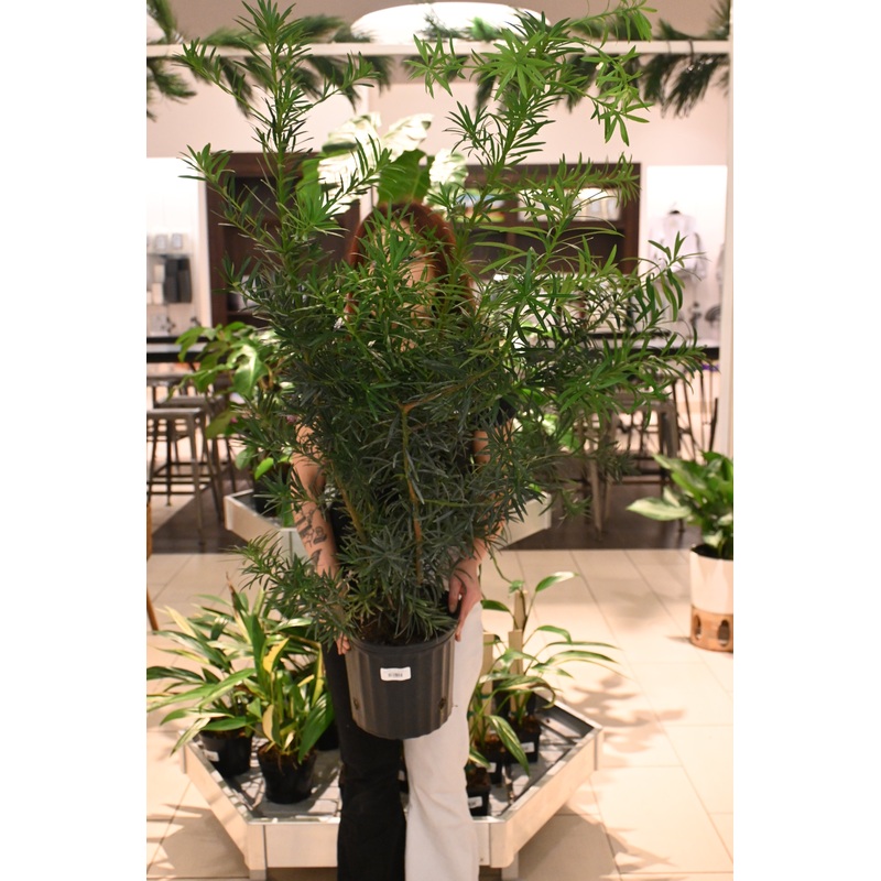 Podocarpus Maki Bush|10″