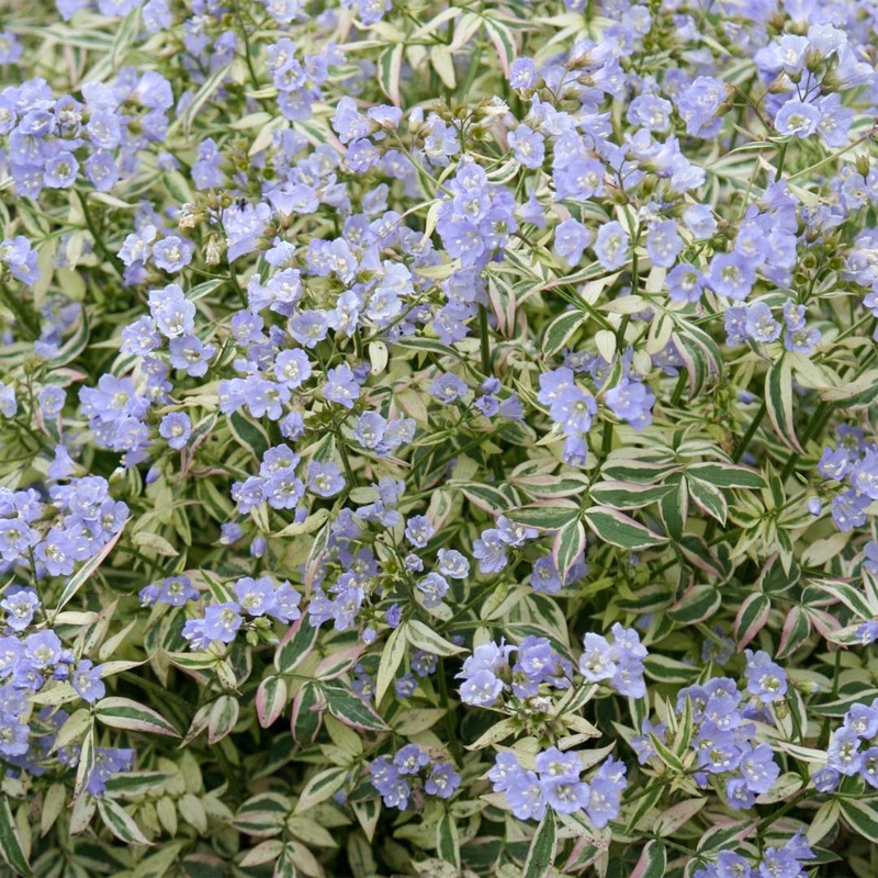 Polemonium reptans ‘Stairway to Heaven’
