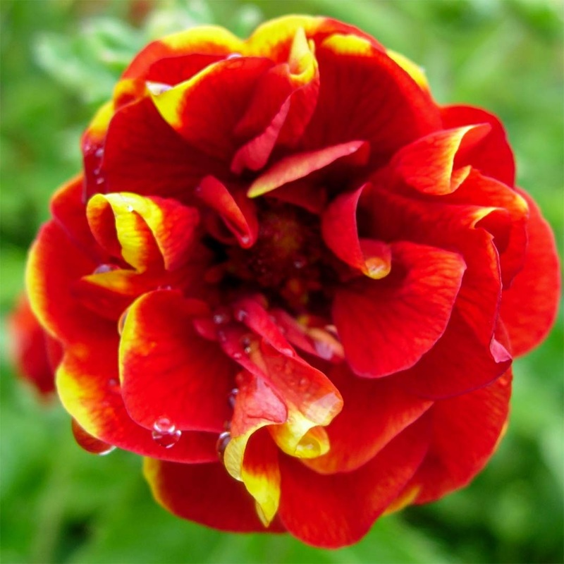 Potentilla ‘Arc en Ciel’|2 litre