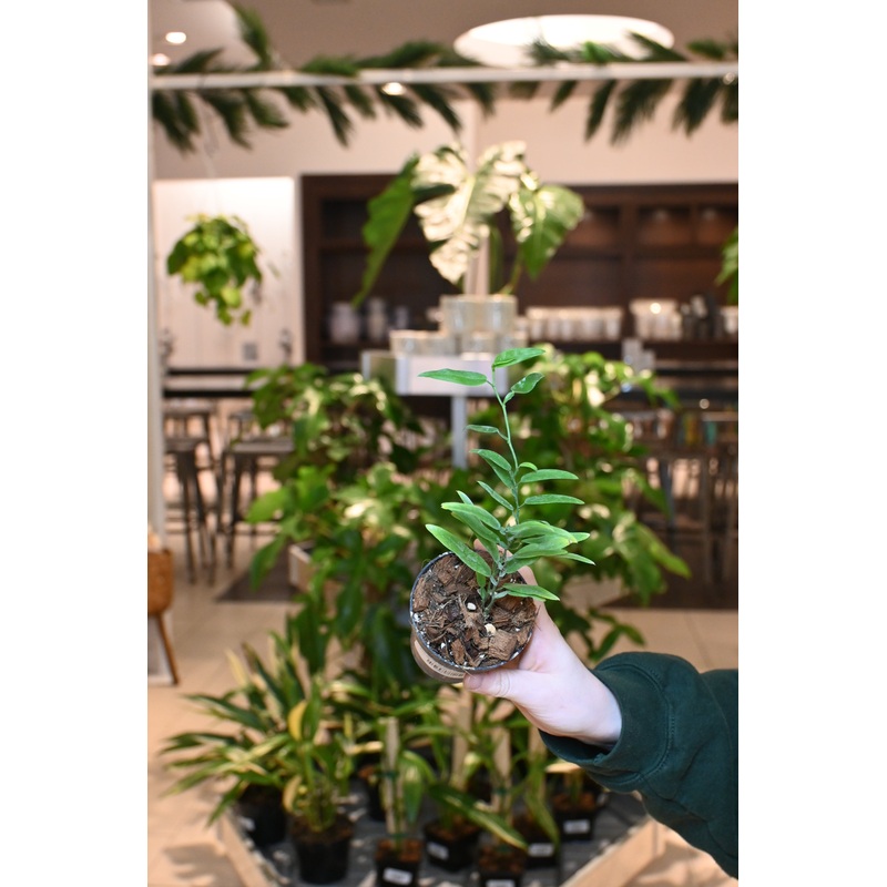 Pothos Junghuhnii (true pothos)