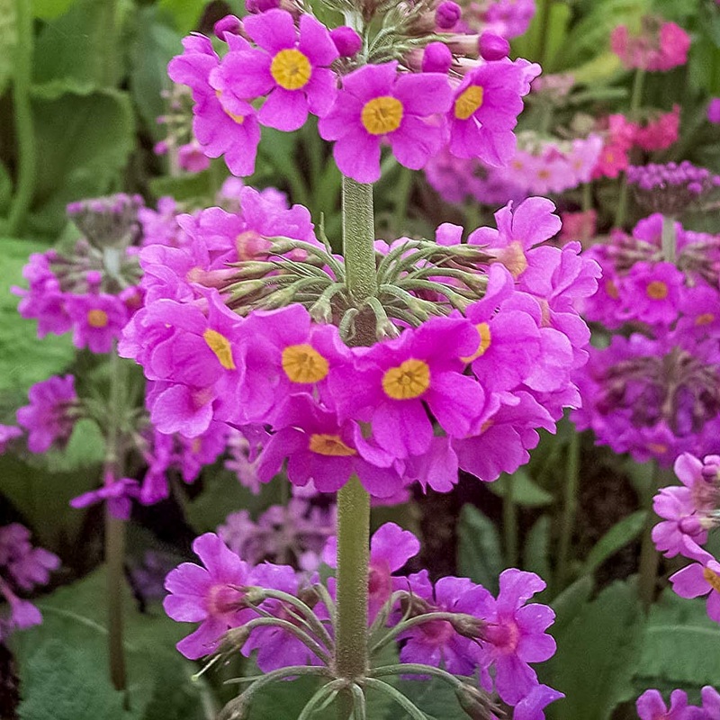 Primula beesiana|9cm