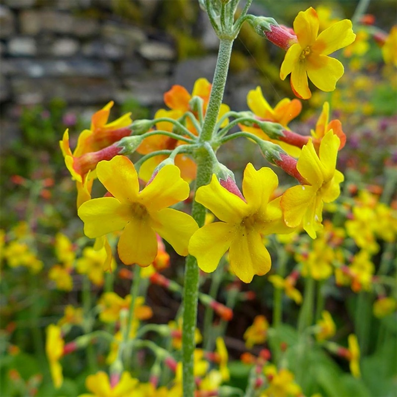 Primula chungensis|9cm