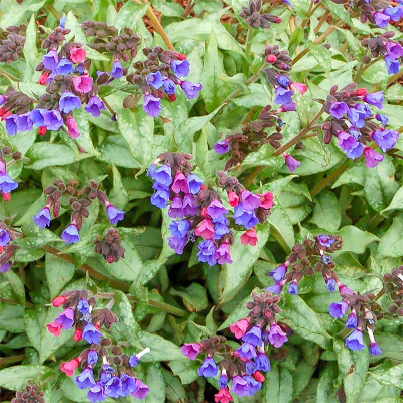 Pulmonaria ‘Cotton Cool’|2 litre
