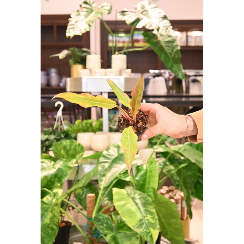 Reverted Philodendron Caramel Marble