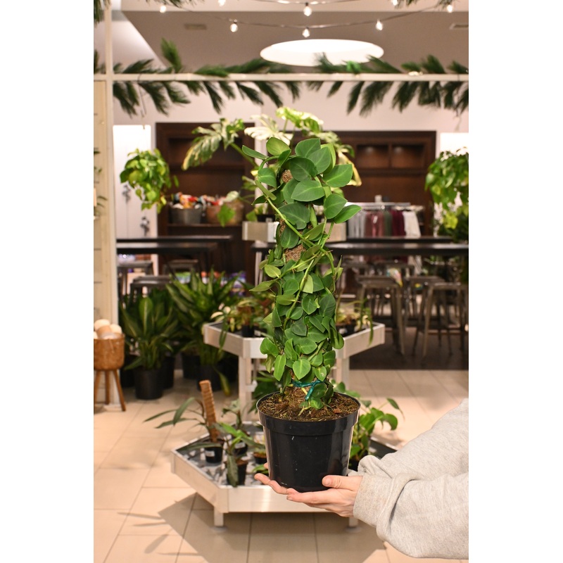 Rhaphidophora species|6″