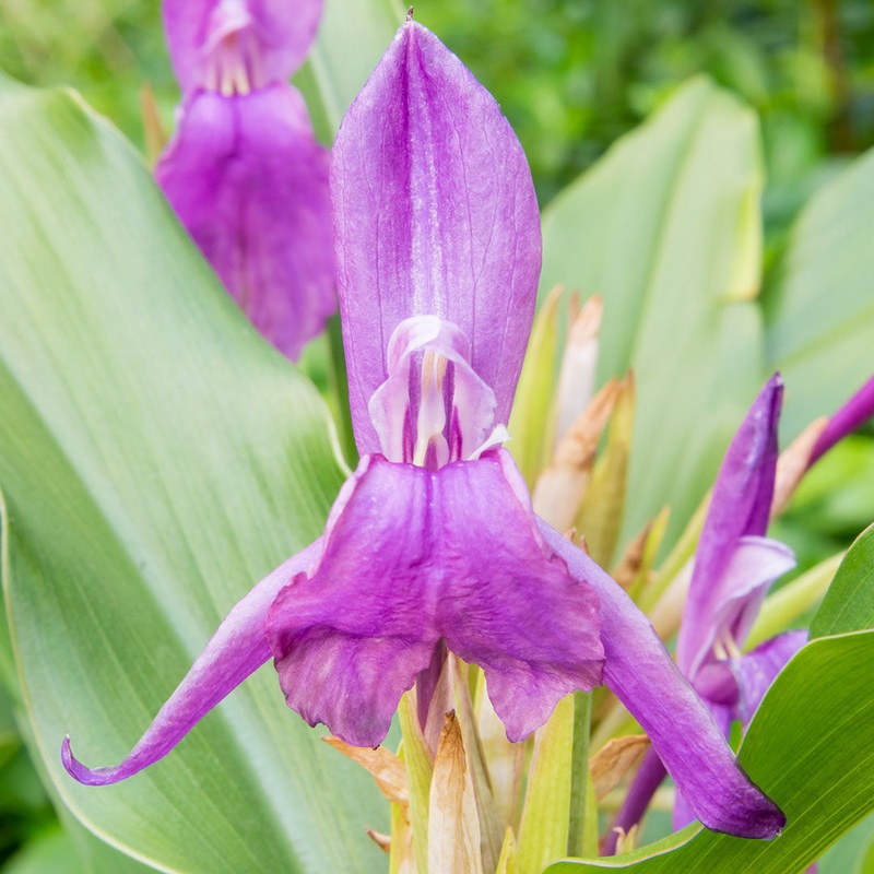 Roscoea purpurea|2 litre