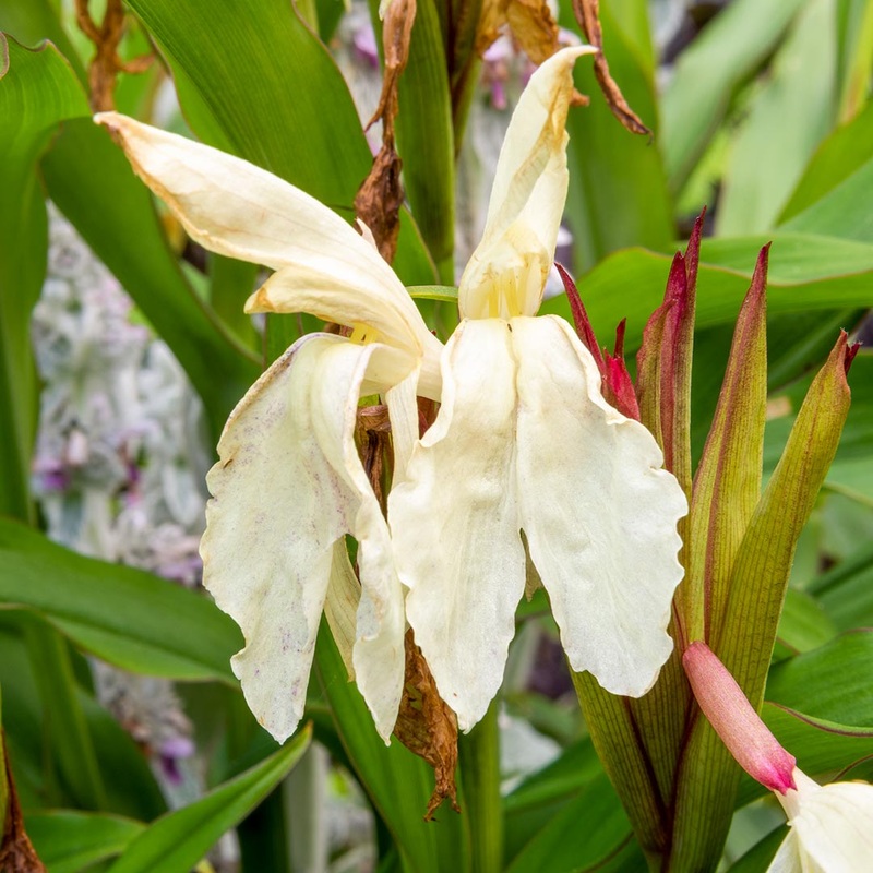 Roscoea x beesiana|2 litre