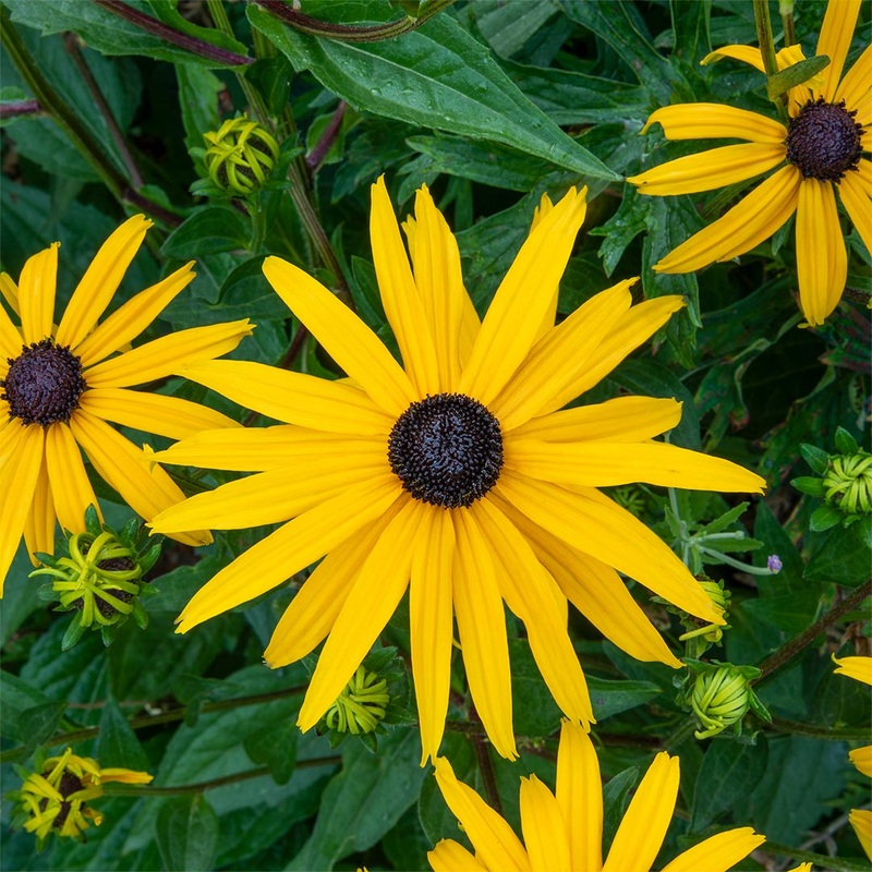 Rudbeckia fulgida sullivantii ‘Goldsturm’