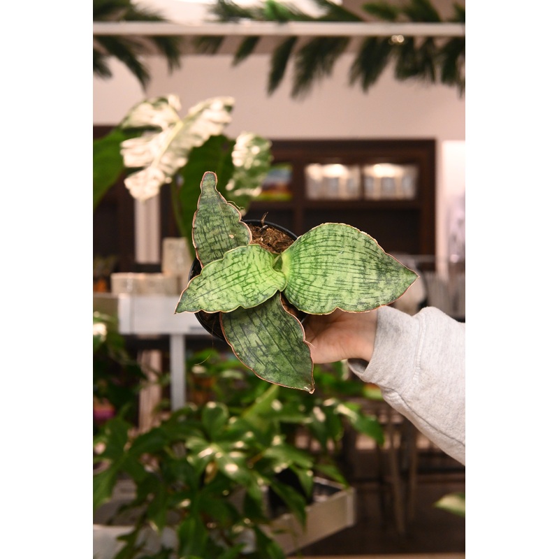 Sansevieria Cleopatra|4″