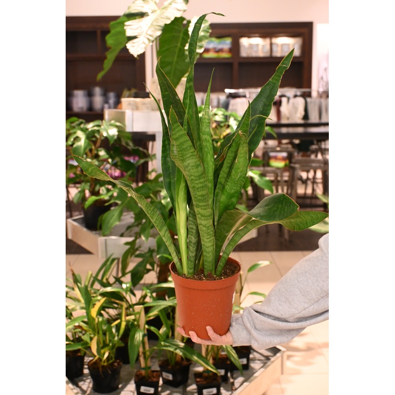 Sansevieria Jaboa|6″