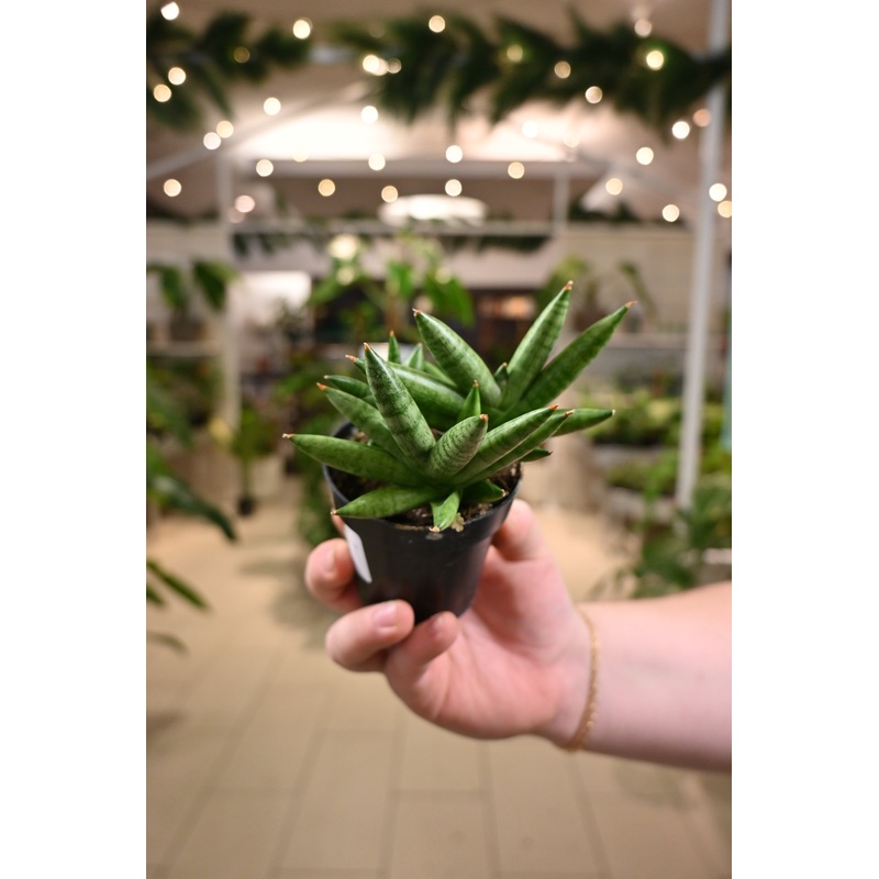 Sansevieria Mini Boncel|3″