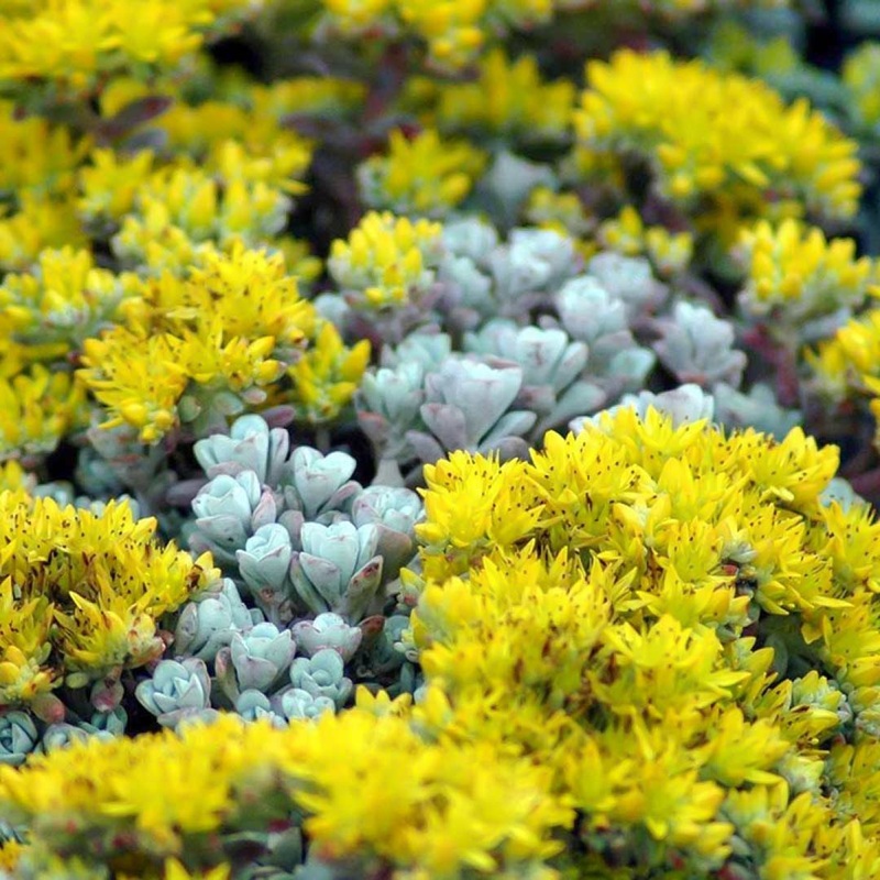 Sedum spathulifolium ‘Cape Blanco’