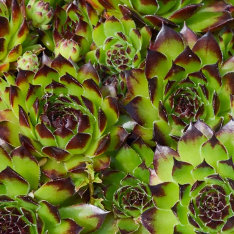 Sempervivum ‘Star Sirius’|9cm