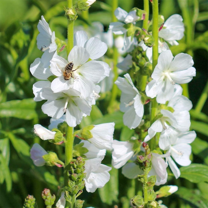 Sidalcea candida|1.5 litre