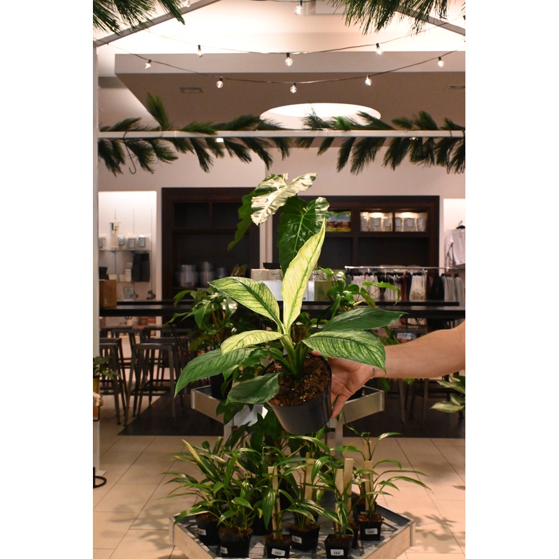 Spathiphyllum Sensation Mint|6″