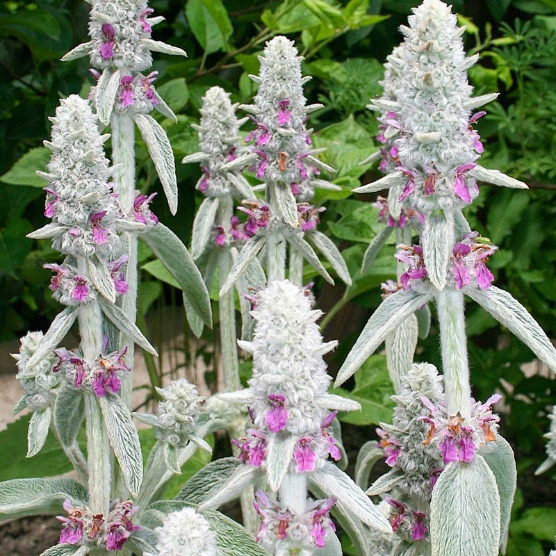 Stachys byzantina ‘Primrose Heron’