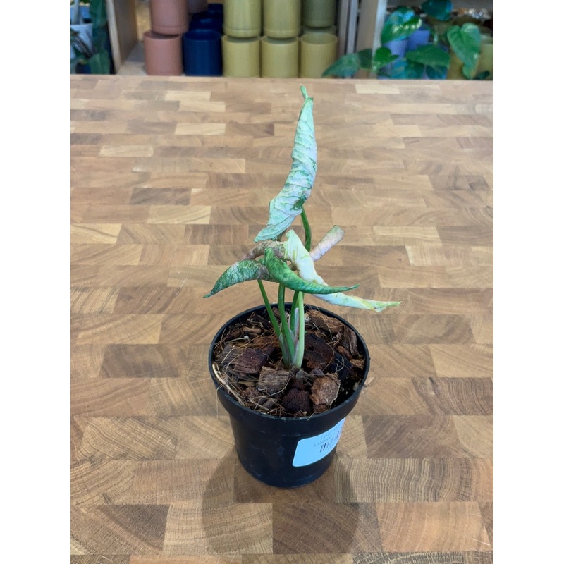 Syngonium Rolli