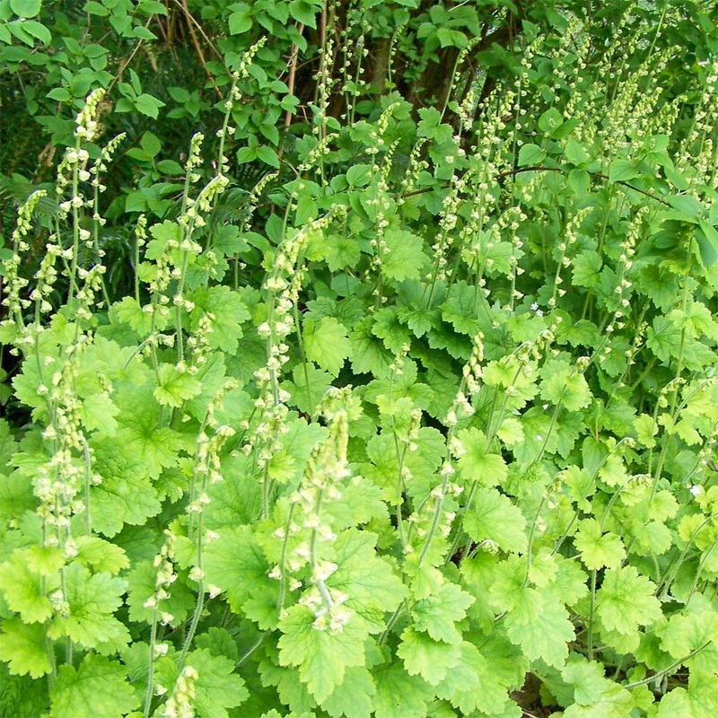 Tellima grandiflora ‘Forest Frost’