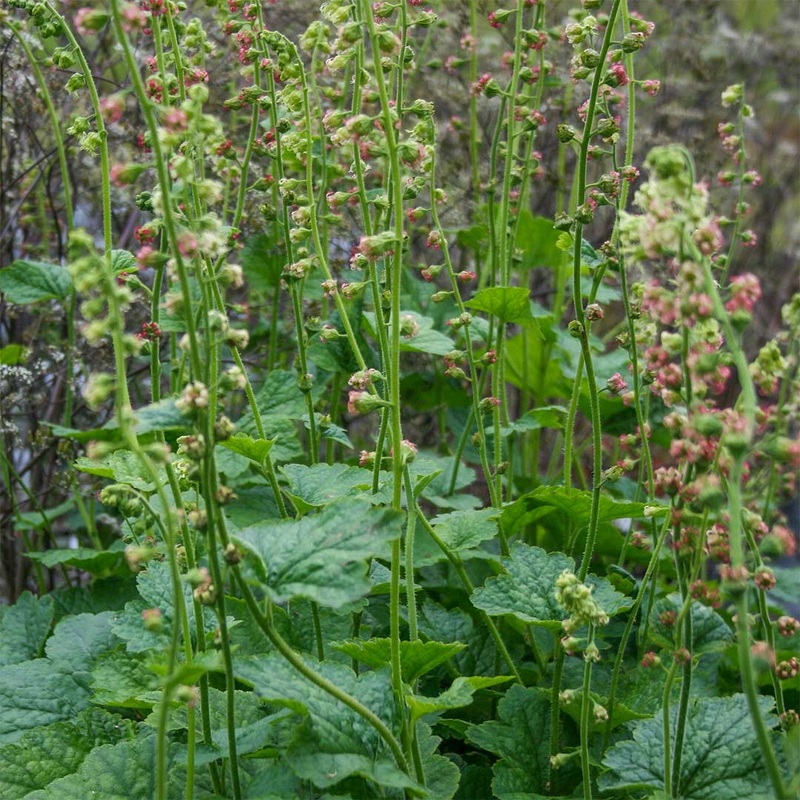 Tellima grandiflora ‘Rubra Group’