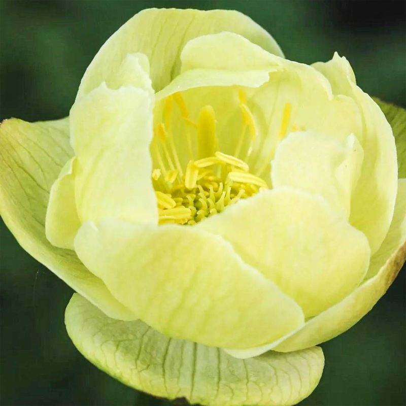 Trollius x cultorum ‘New Moon’