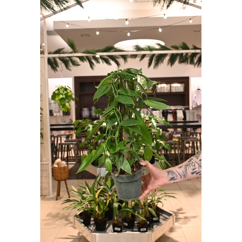Vanilla Orchid|6″ (on pole)