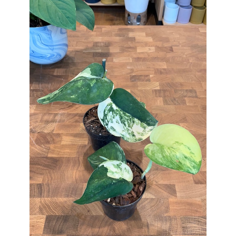 Variegated Jade Scindapsus Aurea