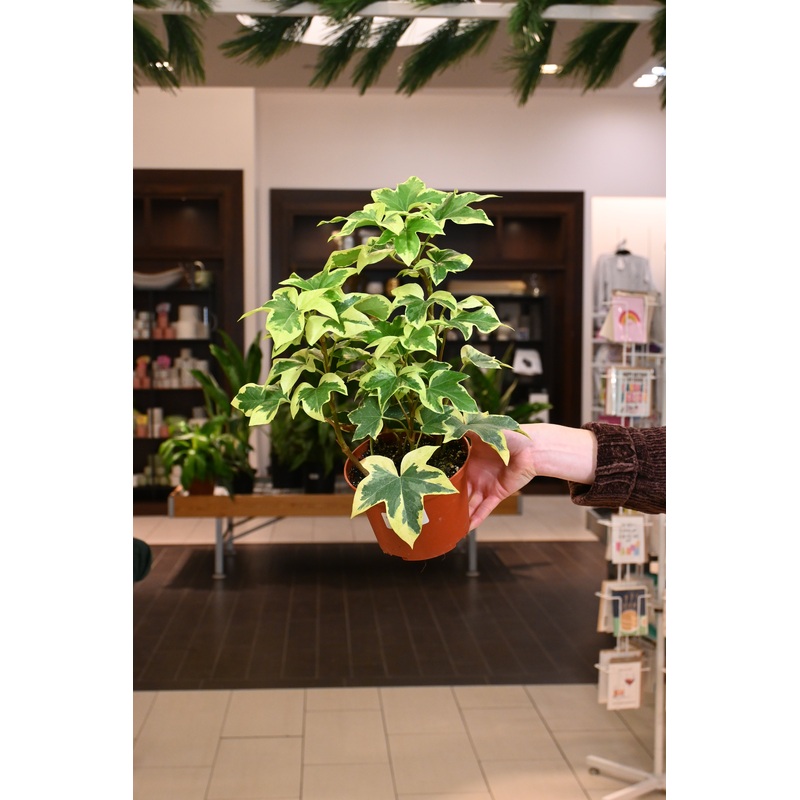 Variegated Tree Ivy|6″
