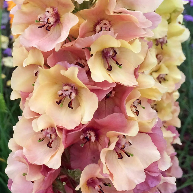 Verbascum ‘Caribbean Crush’|12cm|2 litre