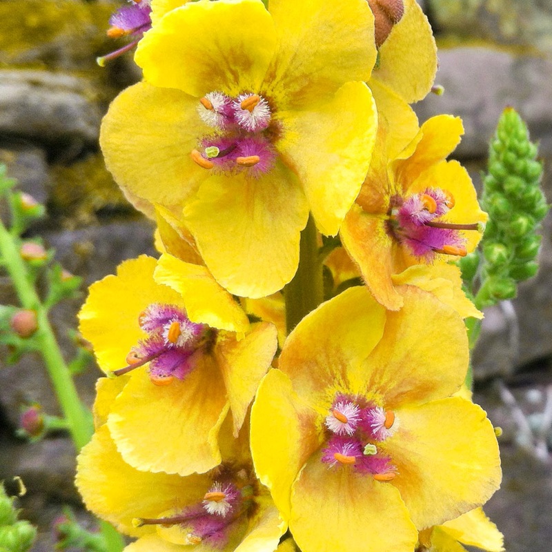 Verbascum ‘Cotswold Queen’ (Cotswold Group)