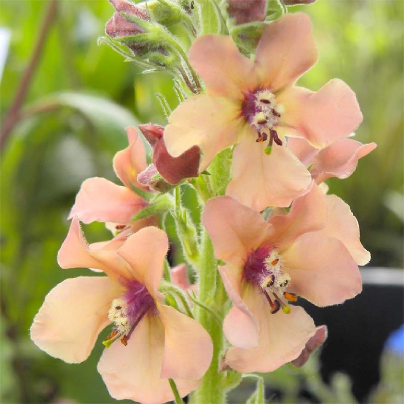 Verbascum ‘Royal Highland’|2 litre