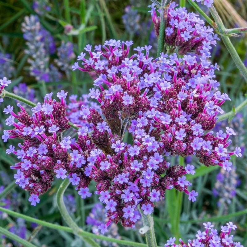 Verbena bonariensis ‘Lollipop’