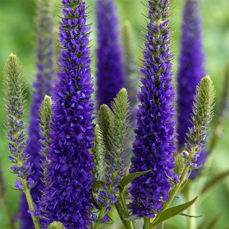 Veronica ‘Ulster Dwarf Blue’|2 litre|9cm