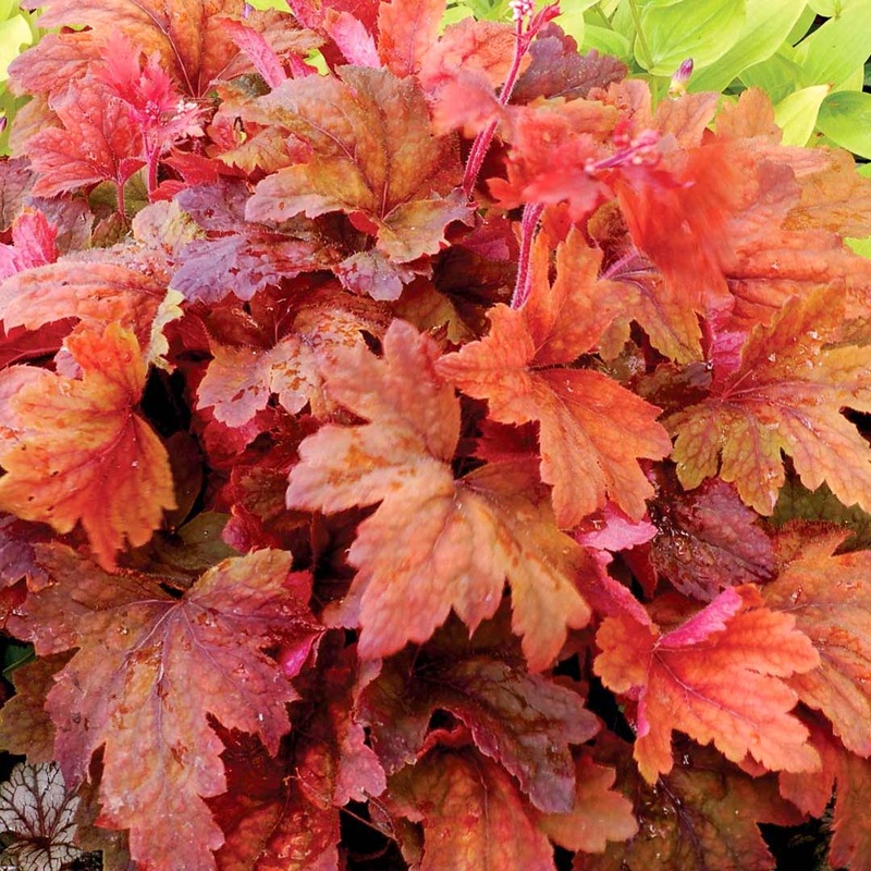 x Heucherella ‘Sweet Tea’|12cm|2 litre