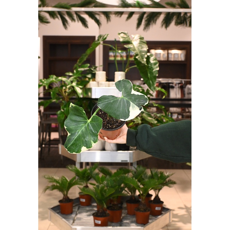 Xanthosoma Albo Marginata|6″