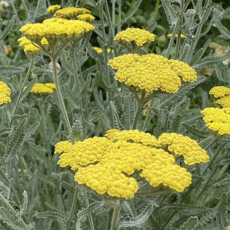 Achillea ‘Taygetea’|2 litre