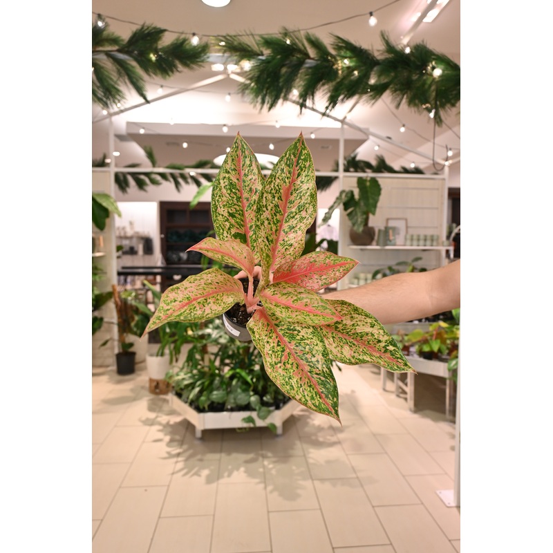 Aglaonema 20 Karat|4″
