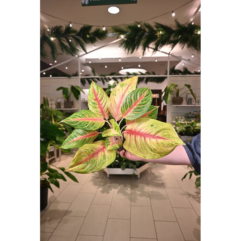 Aglaonema Andini|4″