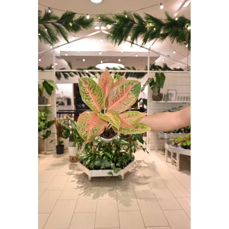 Aglaonema Harley Queen|4″