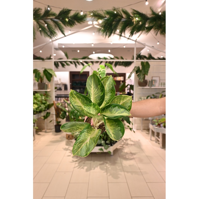 Aglaonema Kan Kuai|4″