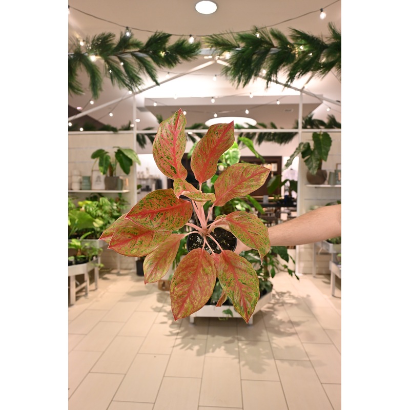 Aglaonema Kuak Mongkol|6″